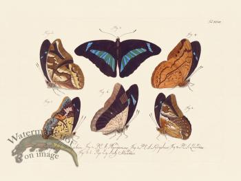 Jablonsky Butterfly 028